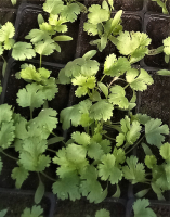 3 plant de coriandre