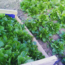 Mâche issue du potager bio de s