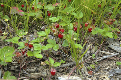 Fraisier montagne sauvage bio