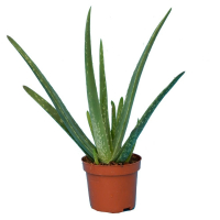 Aloe vera plant bio