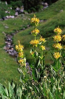Racine gentiane bio montagne sauvage