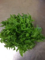 Salade variété reine des glaces