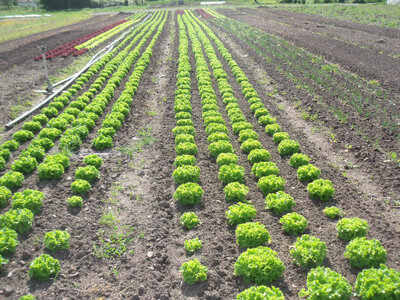Salade batavia par 2