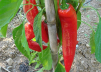 Plant de poivron corno di toro rouge