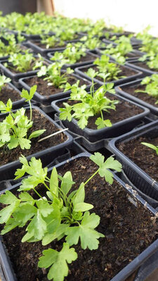Plant de persil commun