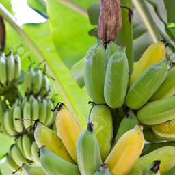 Banane bissap