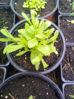 Plant d'estragon commun