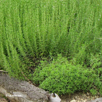 Plant de sarriette vivace