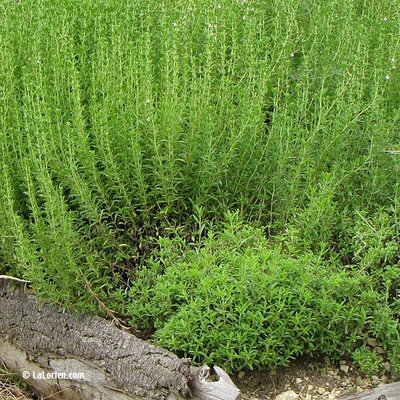 Plant de sarriette vivace