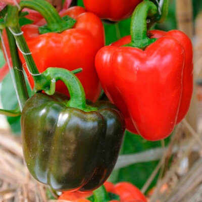 Plant de poivron yolo wonder