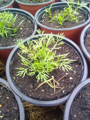 Plant d'aneth ella