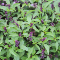 Plant de basilic thai ou indonésien