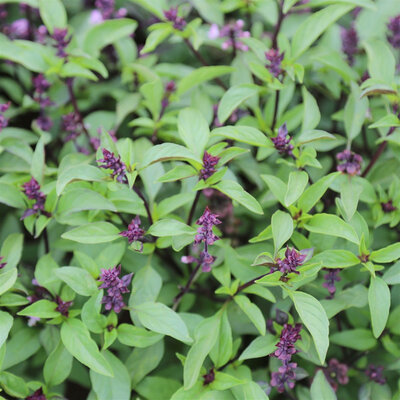 Plant de basilic thai ou indonésien