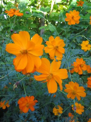 Cosmos sensation