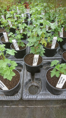 Plant de groseillier rouge pot 1.5l