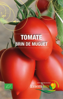 Tomate cerise 'royale de guineaux'