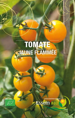Tomate 'black prince'