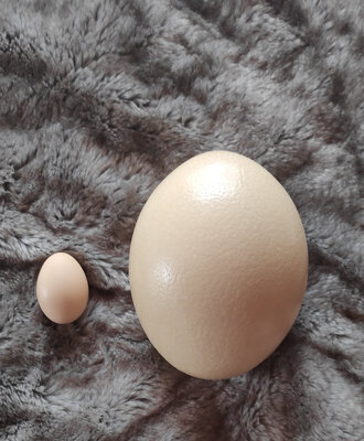 Oeuf d'autruche frais