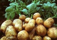 Pommes de terre nouvelle