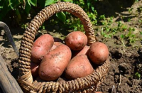 Pommes de terre rosabella