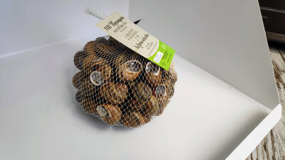 Escargots vifs jeunés