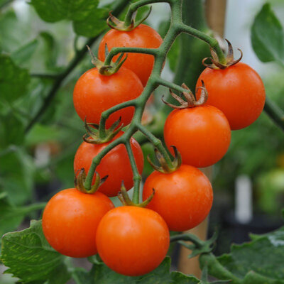 Plant tomate sungold