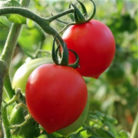 Plants tomate brin de muguet