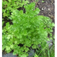 Plants coriandre cultivée