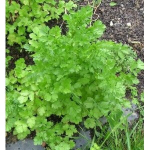 Plants coriandre cultivée