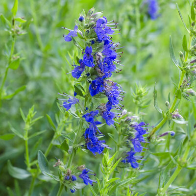 Plant hysope