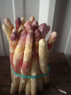 Asperge