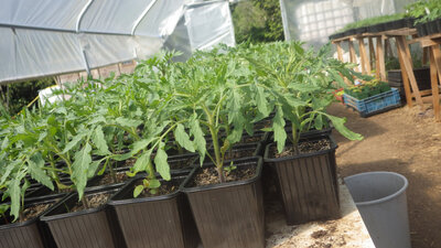 Plant de tomate reine hâtive