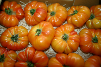 Tomate ananas jaune orangé ou rouge