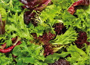 Salade mesclun