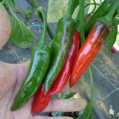 Plant de piment sucette de provence