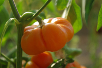 Plant de poivron mandarine