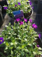 Aubriète violette en pot de 3l