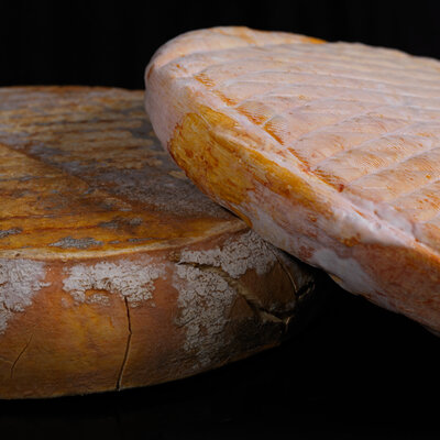 Ribautin (vache)
