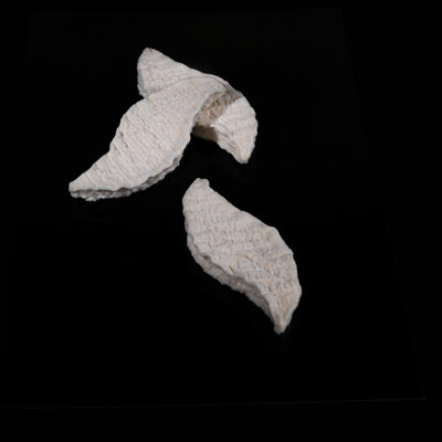 Autan (brebis)
