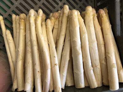 Asperges blanches de revigny gros calibre