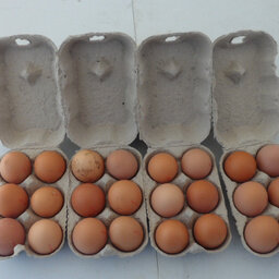 Oeufs de ferme