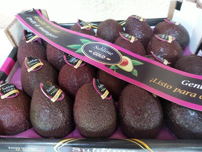 Avocat