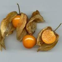 Plant de physalis coqueret du pérou