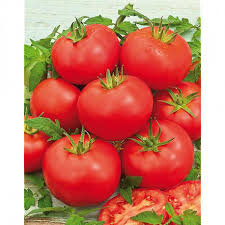 Plants de tomates montfavet x 6