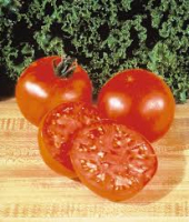 Plants de tomates supersteak  x 6