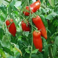 Plants de tomates andine cornue  x 6