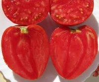 Plants de tomates coeur de boeuf x6