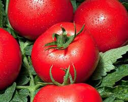 Plants de tomates cobra x 6
