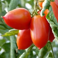 Plants de tomates : variété coup de coeur : colibri ( allongée type roma )  x 1