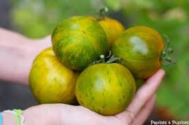 Plants de tomates anciennes : green zebra  x 1